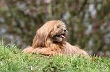 LHASSA APSO 229